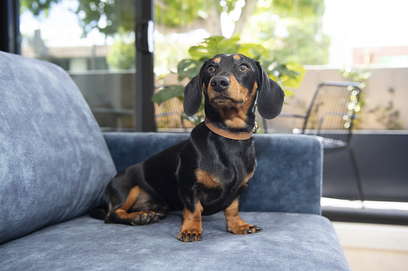 Actual Photos of a Bellerine Dog Friendly R Hotel Geelong 434-R-Hotel-Geelong-accomodation-Geelong