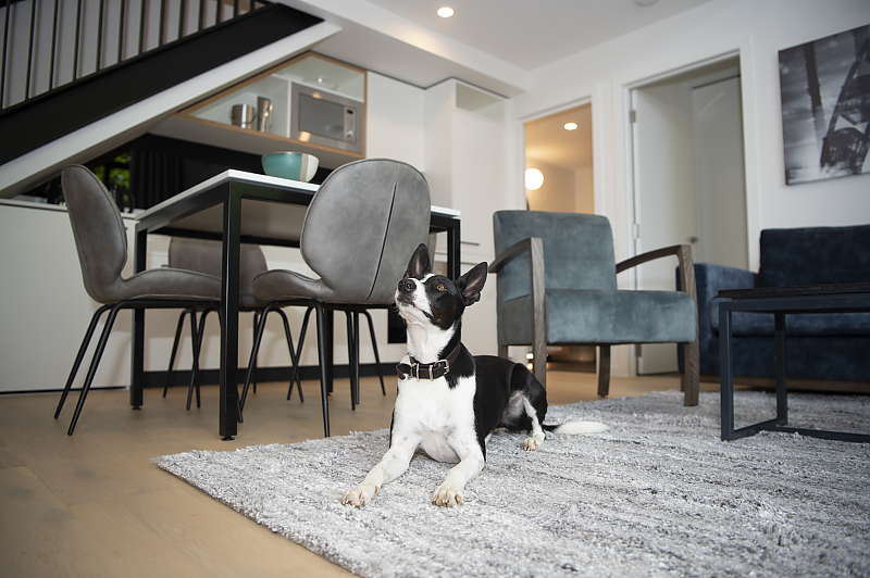 Actual Photos of a Bellerine Loft Dog Friendly R Hotel Geelong 434-R-Hotel-Geelong-accomodation-Geelong