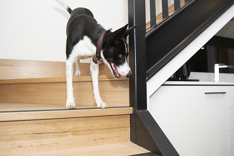 Actual Photos of a Bellerine Loft Dog Friendly R Hotel Geelong 434-R-Hotel-Geelong-accomodation-Geelong