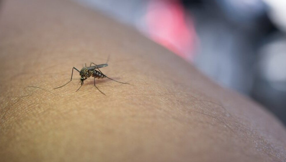 Western Australia Health has launched a fresh awareness campaign focused on protecting communities from serious mosquito-borne illnesses, particularly targeting &ldquo;grey nomad&rdquo; travellers. As older visitors move north during WA&rsquo;s winter months, the state is rolling out a pilot program to provide free repellent dispensers in high-risk areas, including the Kimberley, Pilbara, and Gascoyne.

Project &ldquo;Fight the Bite&rdquo; is timed to coincide with the travel season of older people&mdash;often at higher risk of mosquito-borne disease&mdash;and includes plans for a full state-wide rollout of these dispensers in 2026.

Since 2023, there have been 12 confirmed cases of Murray Valley encephalitis (MVE) in WA, with five deaths. While winter typically sees lower risk, 2025 has proved unusual, with ongoing detection of MVE virus activity through state health department mosquito and sentinel chicken surveillance programs.

Health advice under the campaign includes wearing long, loose, light-coloured clothing and using effective insect repellent. Eligible community groups in high-risk regions&mdash;such as caravan parks, sporting clubs, and alfresco venues&mdash;are encouraged to apply for free repellent dispensers via the WA Health website.

Hospital Short-Term Accommodation in Western Australia

In addition to the public health measures above, there are several accommodation options across WA geared toward supporting patients, carers, and travellers who need to stay close to hospitals on a short-term basis:


	Royal Perth Hospital Medihotel: Operated by the Royal Perth Bentley Group, the Medihotel offers short-term stays for discharged patients awaiting transport home, and for people who need accommodation before hospital appointments or procedures. Rooms include private bathrooms, shared kitchen and lounge facilities.
	Agnes Walsh House Lodge at King Edward Memorial Hospital (KEMH): Provides onsite short-term accommodation for women from regional or remote areas. Arrangements are made via nursing or social work referrals.
	Cancer Council WA Lodges (Crawford Lodge &amp; Milroy Lodge): These lodges offer self-catered, motel-style lodging for regional cancer patients and their carers while accessing treatments in Perth. They are comfortable, clean, and intended to serve as a &ldquo;home away from home.&rdquo;
	Ronald McDonald House WA: For families with children undergoing treatment, Ronald McDonald Houses provide a supportive home-like environment close to hospital facilities. Across WA, these are allocated by hospital staff; eligible families may access stays via the Patient Assisted Travel Scheme (PATS) to reduce costs.
	MediStays: Offers short-term accommodation (STA) near hospitals in the Perth metropolitan area and greater WA, with many properties participating in the PATS subsidy scheme. This helps patients and carers staying for medical appointments to access lodging closer to hospital facilities.

