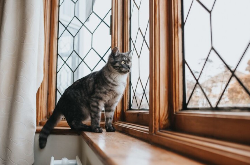 cat in the window