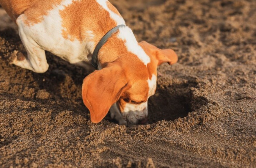 dog digging in sand
