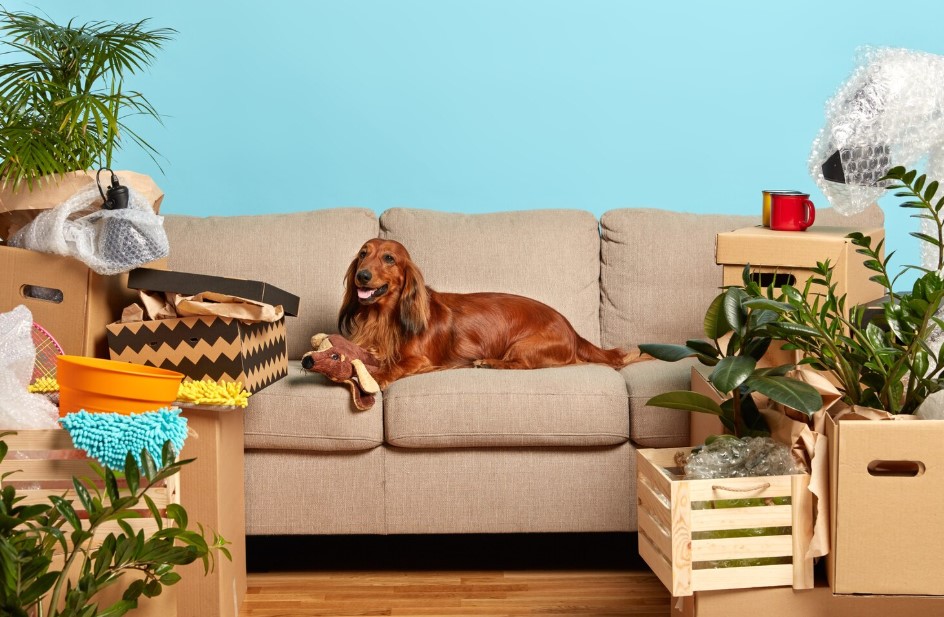dog lies on comfortable sofa