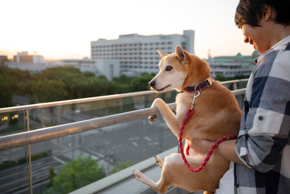 Shiba inu dog in balcony