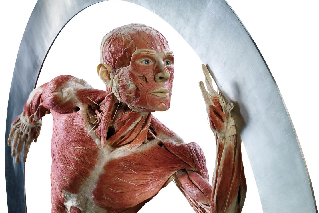 body worlds