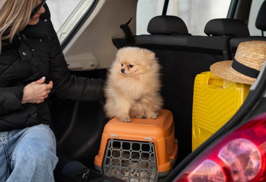 Front view woman in car with dog
