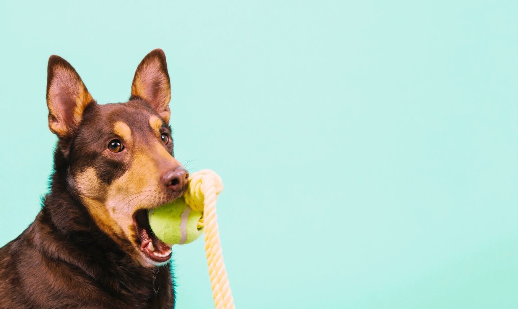 Dog with tennis ball in mouth