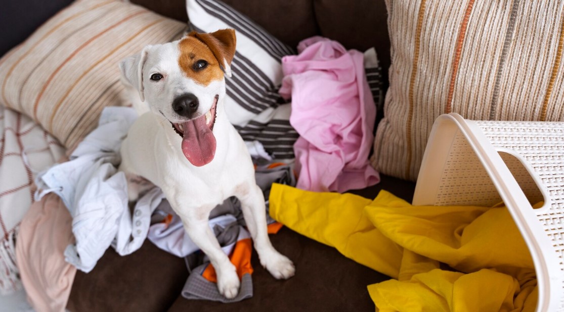 High angle dog taking clothes out of basket