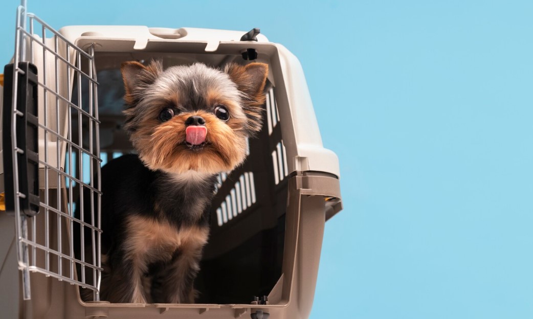 Beautiful pet portrait of small dog with cage