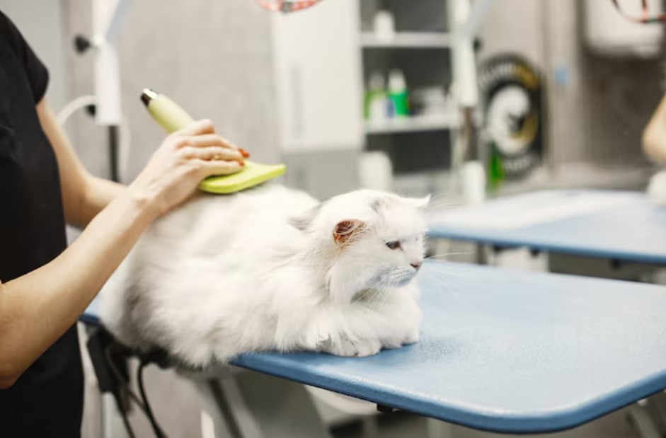 Vet with a brush for animals. Woman in a black t-shirt. Cat on a couch.
