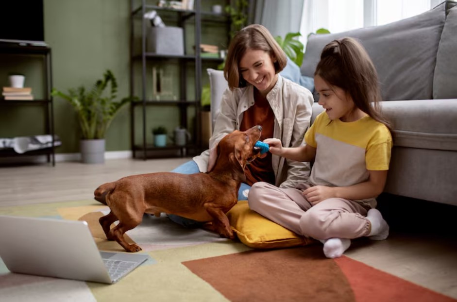 Close up on beautiful dachshund spending time with family