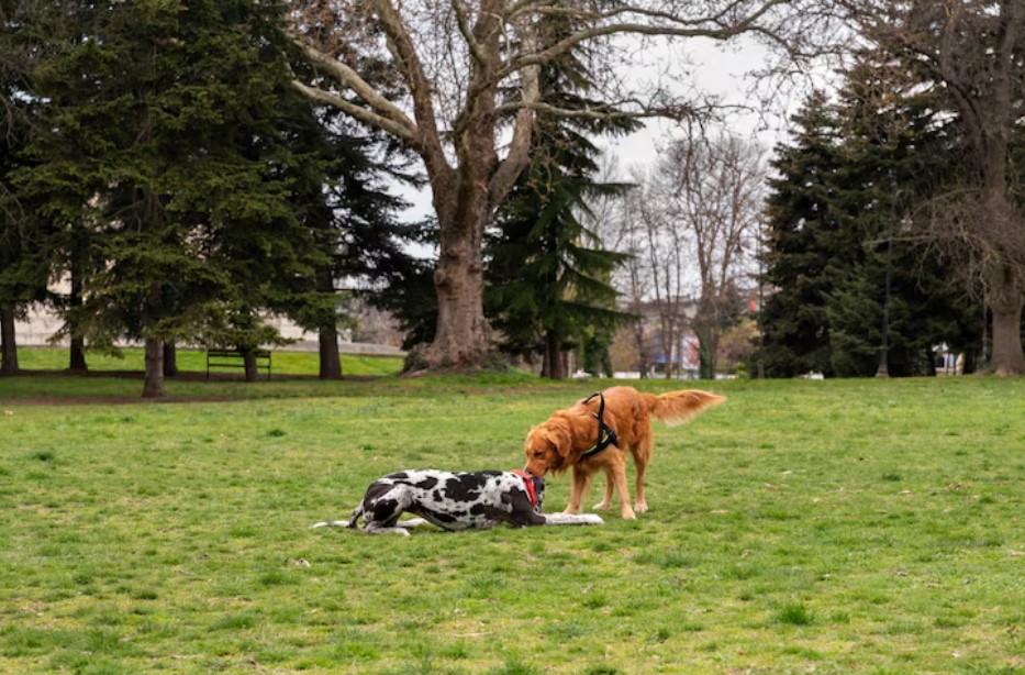 View of cute dogs enjoying time together in nature at the park