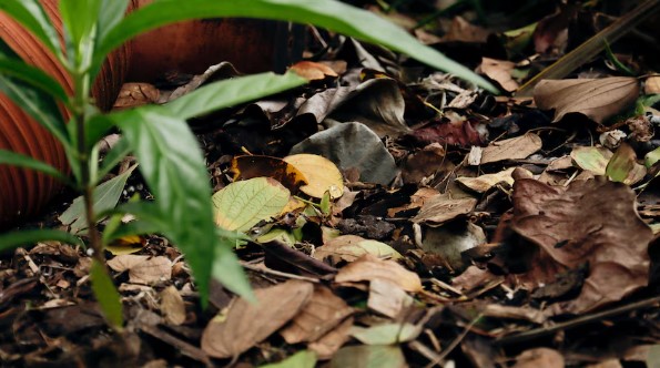 melioidosis in northern australia